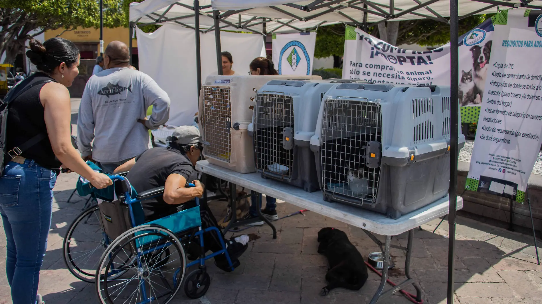 FOTO PRINCIPAL SJR Las personas podran darle un hogar a un animal de la calle